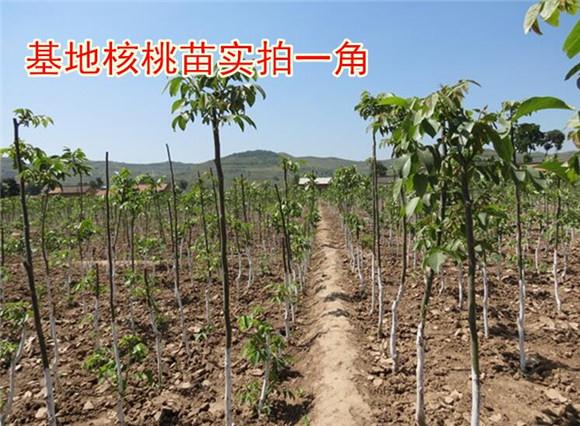 工业管道清洗公司 华峰供  承接工业管道清洗