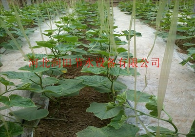 葡萄种植使用什么灌溉方式比较好