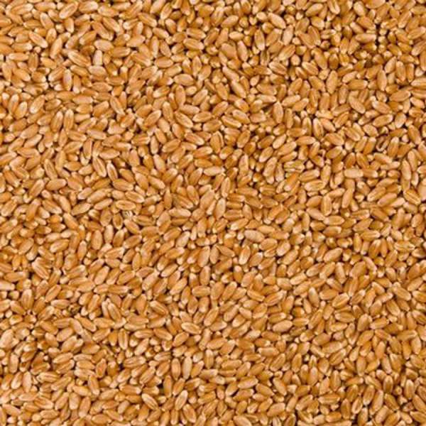 小麦采购大量
