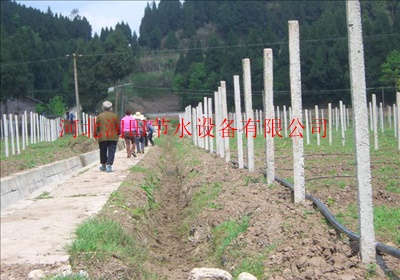 葡萄滴灌管生产供应厂家