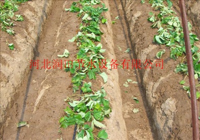 圆柱式滴灌管河北沧州生产厂家