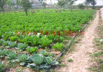 为什么要在蔬菜种植中推广滴灌技术