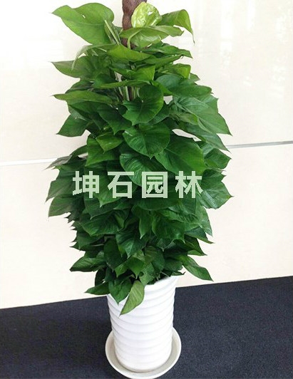 今年流行买这样的上海绿植租摆，不光便宜还实用