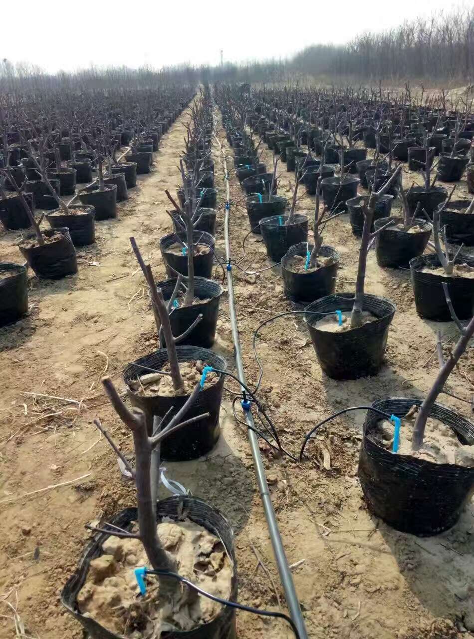 花卉盆栽作物滴灌设备生产批发