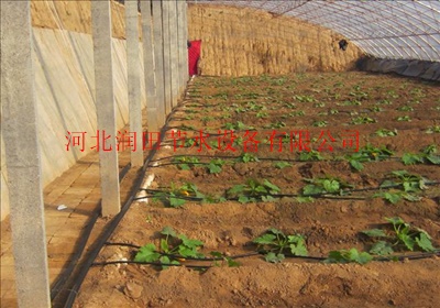 滴灌管在农业生产中的应用