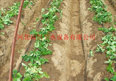 贴片式滴灌带使用效果简单介绍