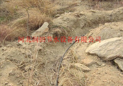 果树滴灌 每棵果树应该安装多大的滴头