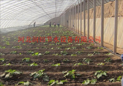 向日葵滴灌技术 滴灌设备生产批发