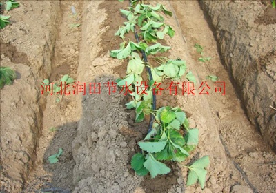 现代化农业滴灌设备 滴灌带生产厂家