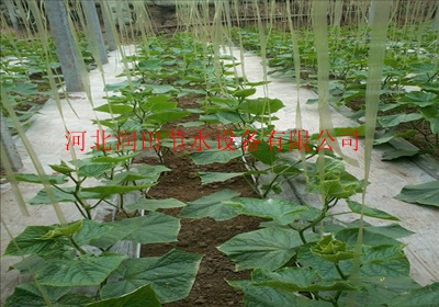 贴片式滴灌带壁厚有0.2毫米的么