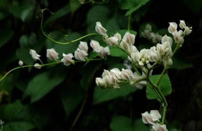 葛藤提取物 10:1 白花银背藤提取物 生粉