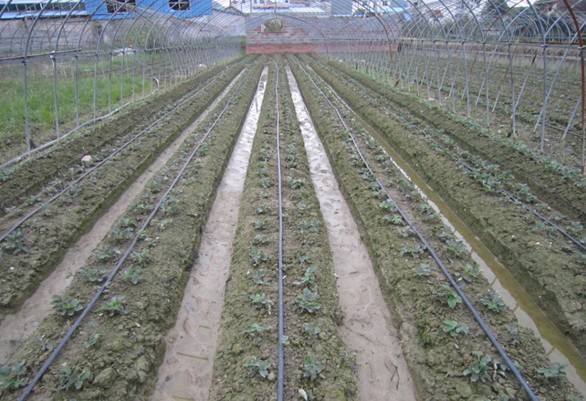 节水灌溉土豆滴灌安装技术要点