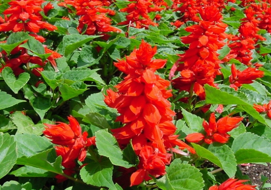 青州花卉基地一串红大量低价供应
