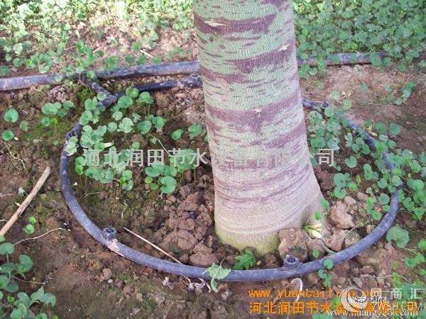 果树常用的灌溉方式小管出流