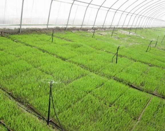 地插微喷组合系统便宜实惠