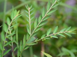 珠子草提取物 珠子草粉 浸膏 蛇仔草提取物