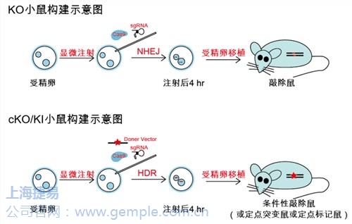  基因编辑中心 上海基因编辑中心 基因编辑中心哪家好 捷易生物供