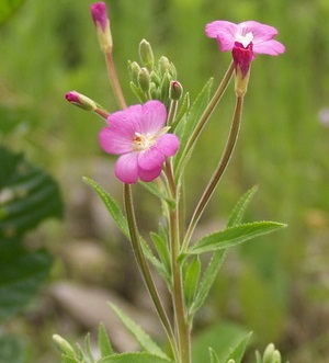 小花柳叶菜提取物 小花柳叶菜粉 浸膏