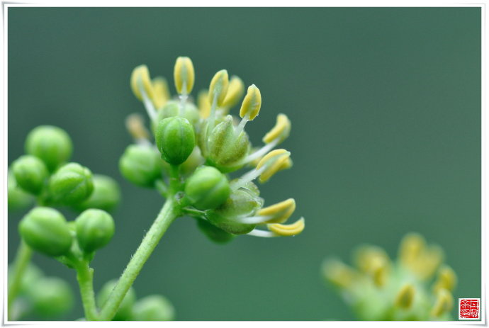 白芥子提取物10:1 白芥子粉