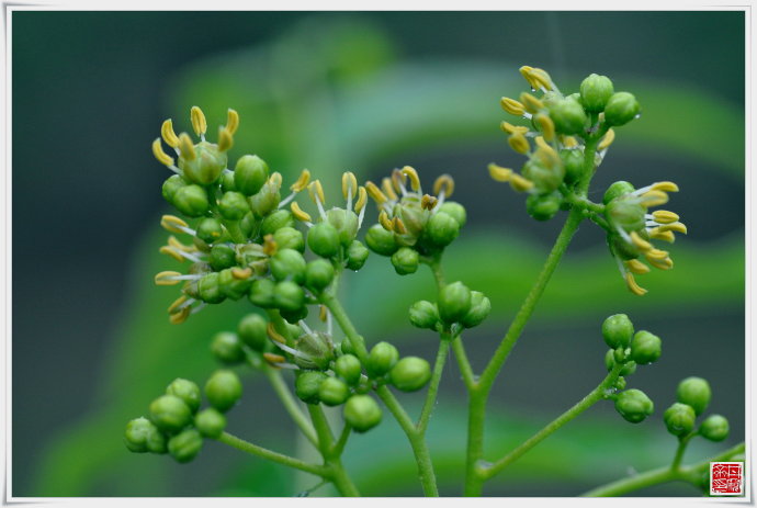 香茅提取物10:1  包邮