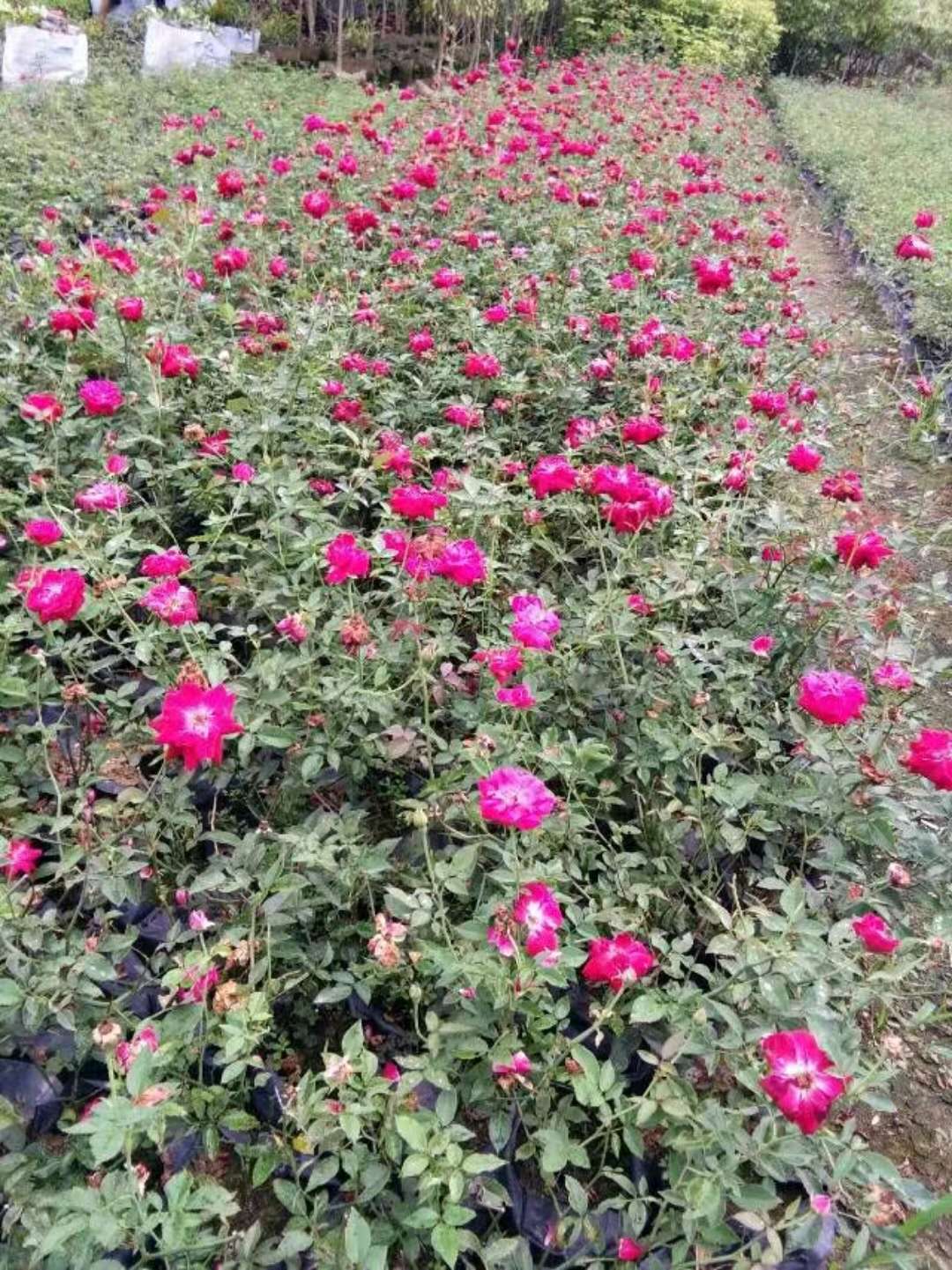 丰花月季福建农家大量直销