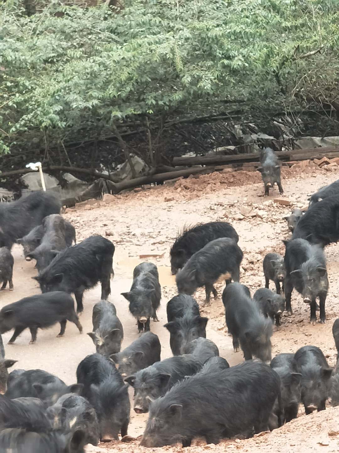 藏香猪养殖场无锡藏香猪苗 格