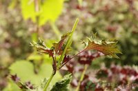 紫苏梗提取物 紫苏杆/紫苏茎提取物 紫苏梗浓缩液 1公斤起订