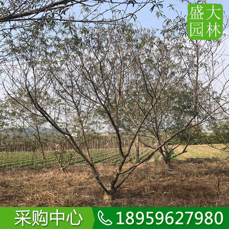 河南台湾脆桃树袋苗质量可靠，台湾脆桃树苗假植苗厂家直销