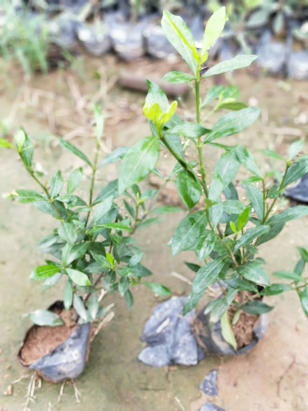 福建哪里有长期供应小叶栀子花