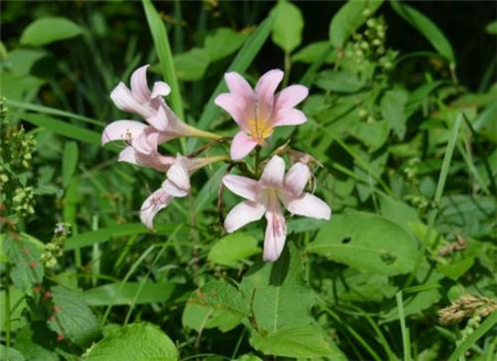 鹿葱提取物 夏水仙/紫花石蒜提取物 鹿葱浓缩液