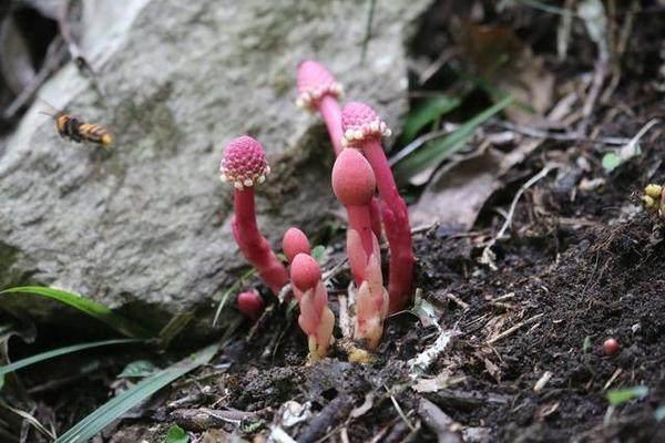 鹿仙草提取物 蛇菇提取物 鹿衔草生粉 浸膏1公斤起订