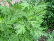 西安霖草供应艾叶提取物