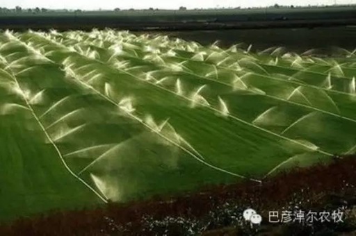 现代节水农业胡萝卜微喷技术介绍