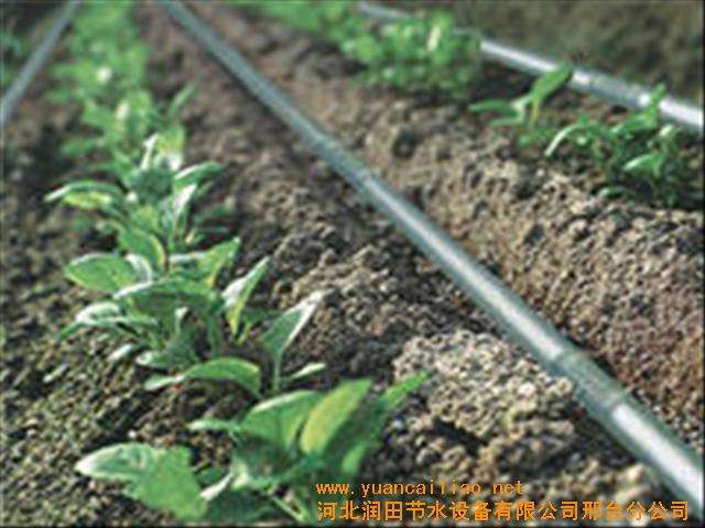 现代农业节水技术柚子滴灌技术