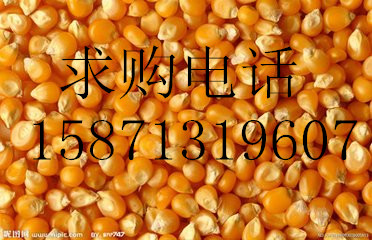 旺川求购玉米、大豆、高粮