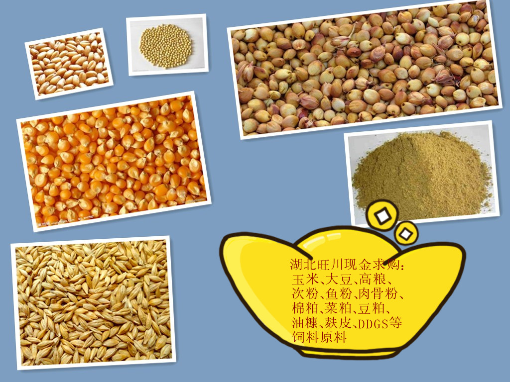 旺川求购玉米、大豆、高粱