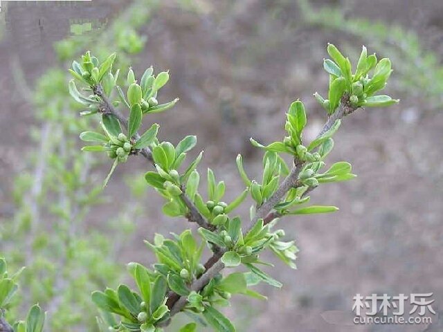 白棘提取物 生粉 白棘浸膏 多种规格 1公斤起订