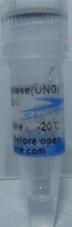 UNG酶(尿嘧啶DNA糖基化酶)