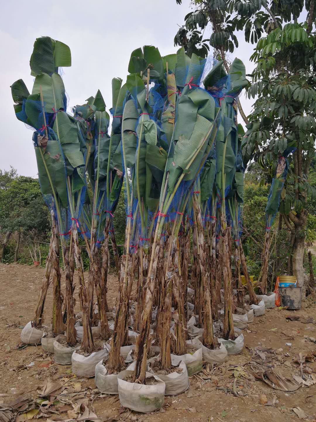 福建叶葱郁高2.5cm芭蕉树价钱公道，板焦假植苗修剪方法