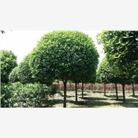 锦艺苗木，专注高品质桂花，绿化苗木生产