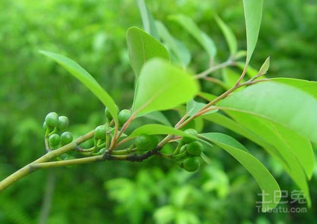 木姜子提取物 生粉 青皮树/山鸡椒 多种提取物规格