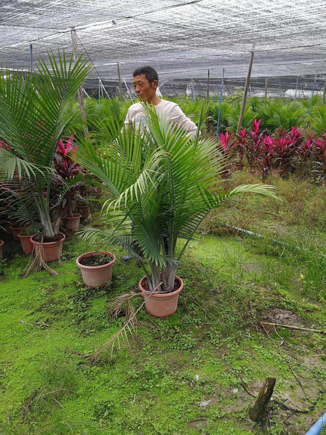浙江国王椰子高度2米5，喜欢阳光国王椰子移植苗