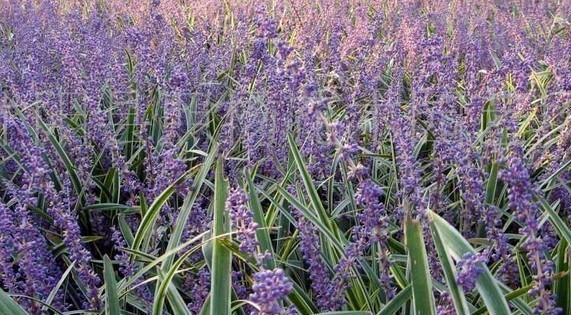 近热期最销的银边沿阶草 福建苗木基地有现货发货