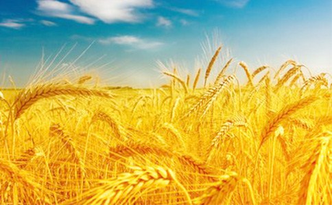 山东小麦种子品牌口碑|山东小麦种子品牌|山东小麦种子品牌推荐|博信供