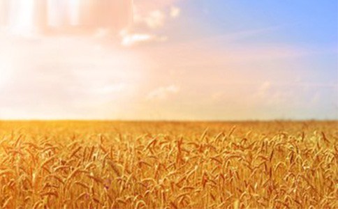高产优良小麦种子询价|高产小麦种子厂家询价|高产小麦种子询价|博信供
