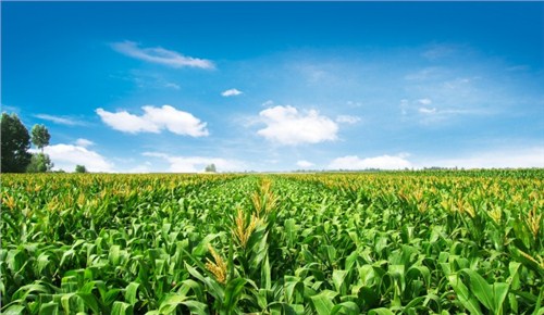 优质玉米种子产地|玉米种子产地|山东玉米种子产地|博信供
