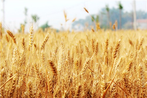 优良小麦种子批发厂家|优良小麦种子批发|优良小麦种子批发价格|博信供
