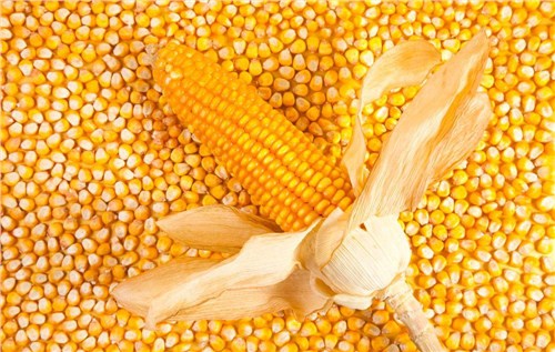 济宁优良玉米种子厂家采购|优良玉米种子厂家|优良玉米种子厂家直销|博信供