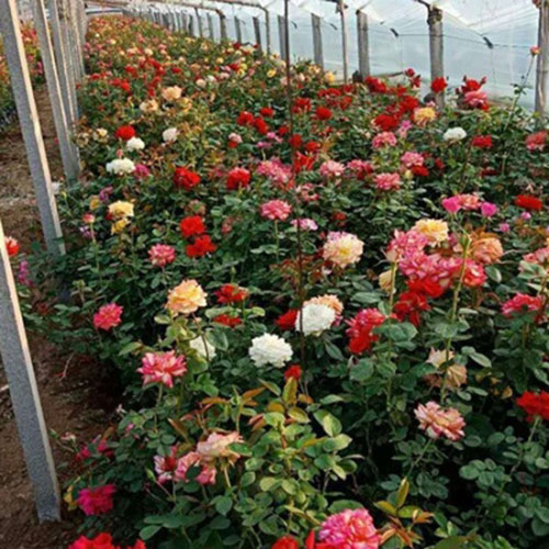 月季花的养殖方法,月季花的养殖,月季花的培育方法