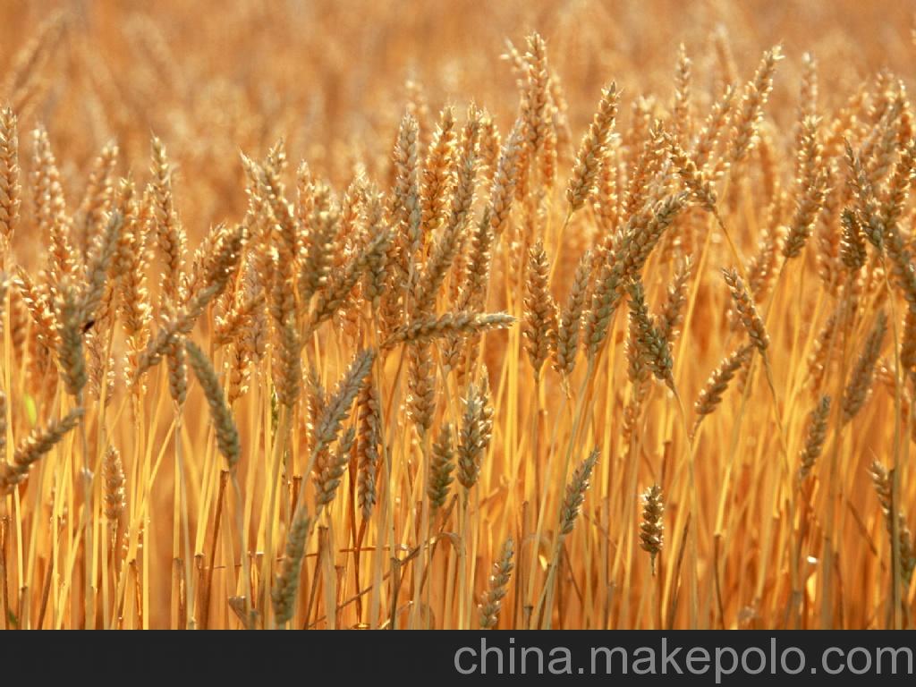 采购大量优质玉米、小麦